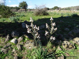 Monte Gancio